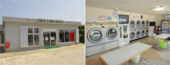 Retro camera and potted plant on wooden surface with copy space.